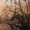 bobri_008.jpg