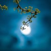 polna luna