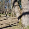 radenci, park, rdeče-pike