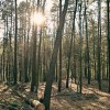 simbolična, narava, gozd, zima, prebujanje-narave