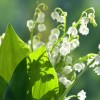 mesec-maj-lilije-ilies-of-the-valley-4240031(1)