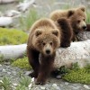 baby-brown-bears