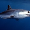 shortfin mako shark