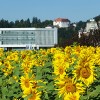 sončnice 1217 (mala)