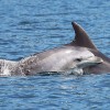 delfini