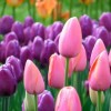 tulipani-mozirski-gaj