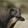 mink