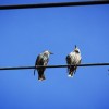 ptica, energetika, elektrika, energija, žica, ptič, hse