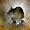 rat