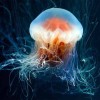 meduza