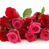 roze-flowers-1335636