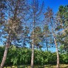 goriska-bori