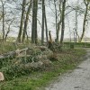 fazanerija, park, podrta-drevesa, drevo, neurje
