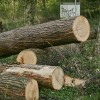 fazanerija, park, podrta-drevesa, drevo, neurje