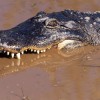 aligator