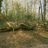fazanerija, park, podrta-drevesa, drevo, neurje