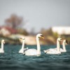 soboško-jezero, expano, pomlad, labodi