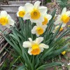 narcise-(4).jpg