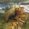 JJ1_(Bruno)_im_Museum_Mensch_und_Natur_002.jpg