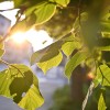 simbolična, narava, sonce, listje
