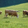 simbolična, krava, goveda, kmetijstvo, pašnik, travnik, narava