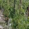 vinograd.jpg