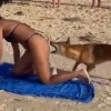 dingo