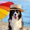 shutterstock_1710514411.jpg