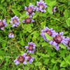 prunella-vulgaris, črnoglavka
