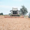 žetev-2023, pšenica, pšenice, kombajn, traktor, kmetijstvo, njiva, polje, panvita
