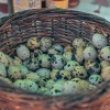 brunch-na-tržnici, soboška-tržnica, mestna-tržnica-murska-sobota