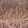 simbolična, neurje-nevihta, njiva, posledice-neurja, kmetijstvo, pšenica