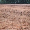 simbolična, neurje-nevihta, njiva, posledice-neurja, kmetijstvo, pšenica