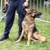 Policijski pes
