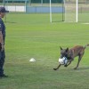 nogometni-tabor, nk-čarda, policijska-enota-s-službenimi-psi