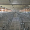prašičja-farma-kmetija-ljutomerčan, cven, prašičereja, kmetijstvo