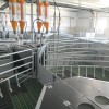 prašičja-farma-kmetija-ljutomerčan, cven, prašičereja, kmetijstvo