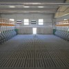prašičja-farma-kmetija-ljutomerčan, cven, prašičereja, kmetijstvo