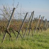neurje, kmetijstvo, irena-šinko, radgonske-gorice, vinogradi