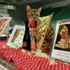 tammy-leopards, tamara-müller, bengalke, mačke