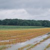 neurje-25.7.2023, vreme, poplave, podrta-drevesa, polje, njiva, kmetijstvo