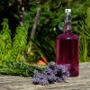 sivka, lavanda, lavandula