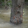poplave, spodnje-krapje, poplave-2023, mura