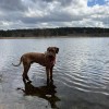 Cooper.jpg