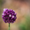 Allium scorodoprasum.jpg