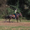 vzdržljivostno-jahanje-endurance-goričko-2023, konj, konji, dolnji-slaveči