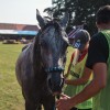 vzdržljivostno-jahanje-endurance-goričko-2023, konj, konji, dolnji-slaveči