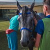 vzdržljivostno-jahanje-endurance-goričko-2023, konj, konji, dolnji-slaveči