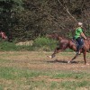 vzdržljivostno-jahanje-endurance-goričko-2023, konj, konji, dolnji-slaveči