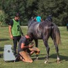 vzdržljivostno-jahanje-endurance-goričko-2023, konj, konji, dolnji-slaveči